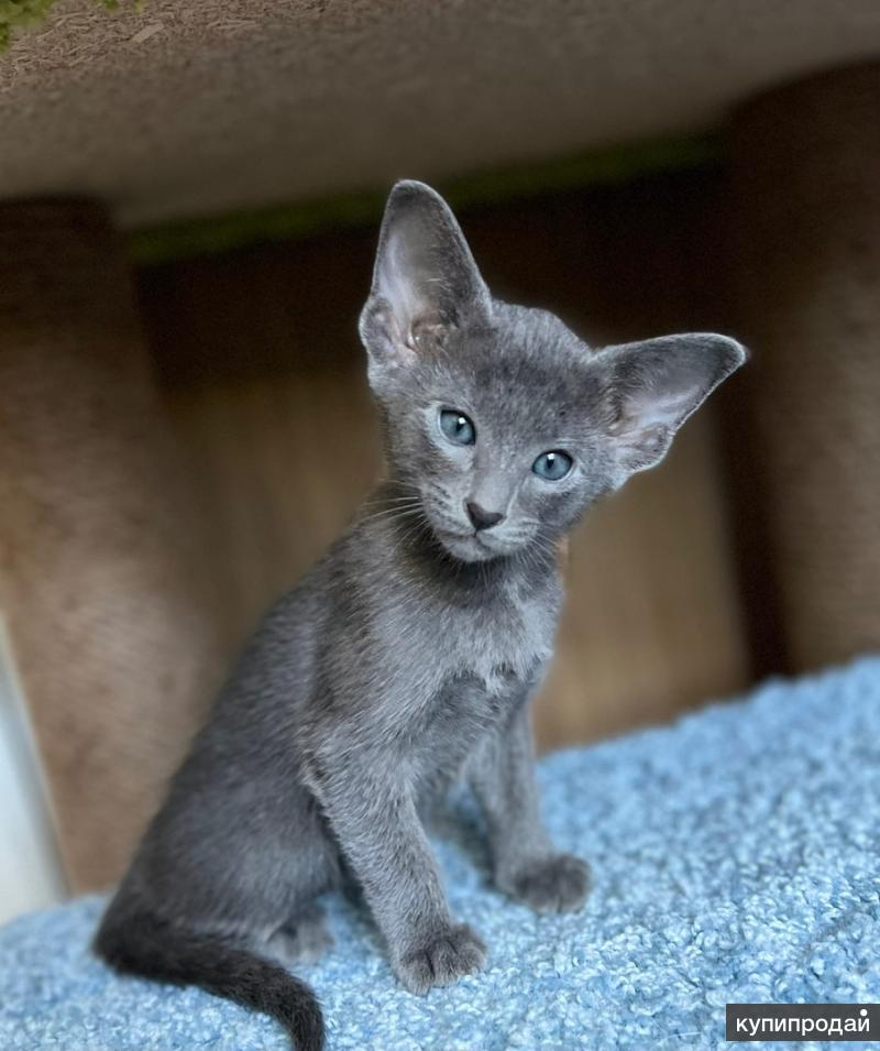 ориентальная кошка голубая. ориенталы спб. продаются котята ориенталы. ориенталы спб. ориентальная порода кошек.