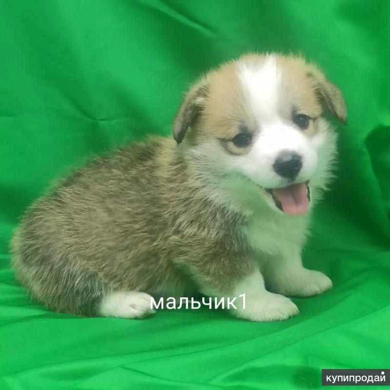 Корги Собака Купить Щенка В Москве