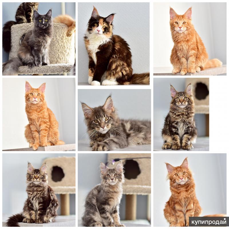 Котята Мейн Кун Купить В Туле