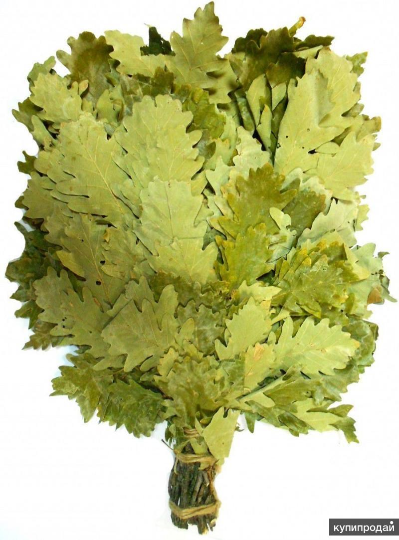 Веник для бани дубовый. Веники веники веники помелики. Порослевый дубовый веник. Веник рябиновый. Кавказский дуб веник.