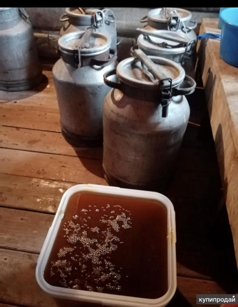 Мёд дягиль в Барнауле