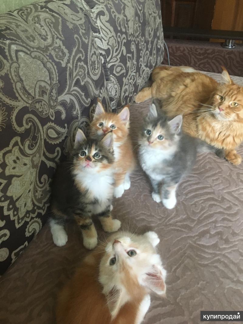 Мейн кун в туле. Тулукуны. Тула кун. Кот майнкун купить в туле. Мейн-кун.