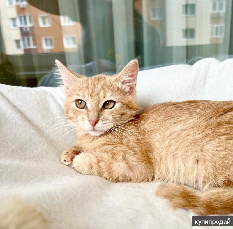 Лучик кот