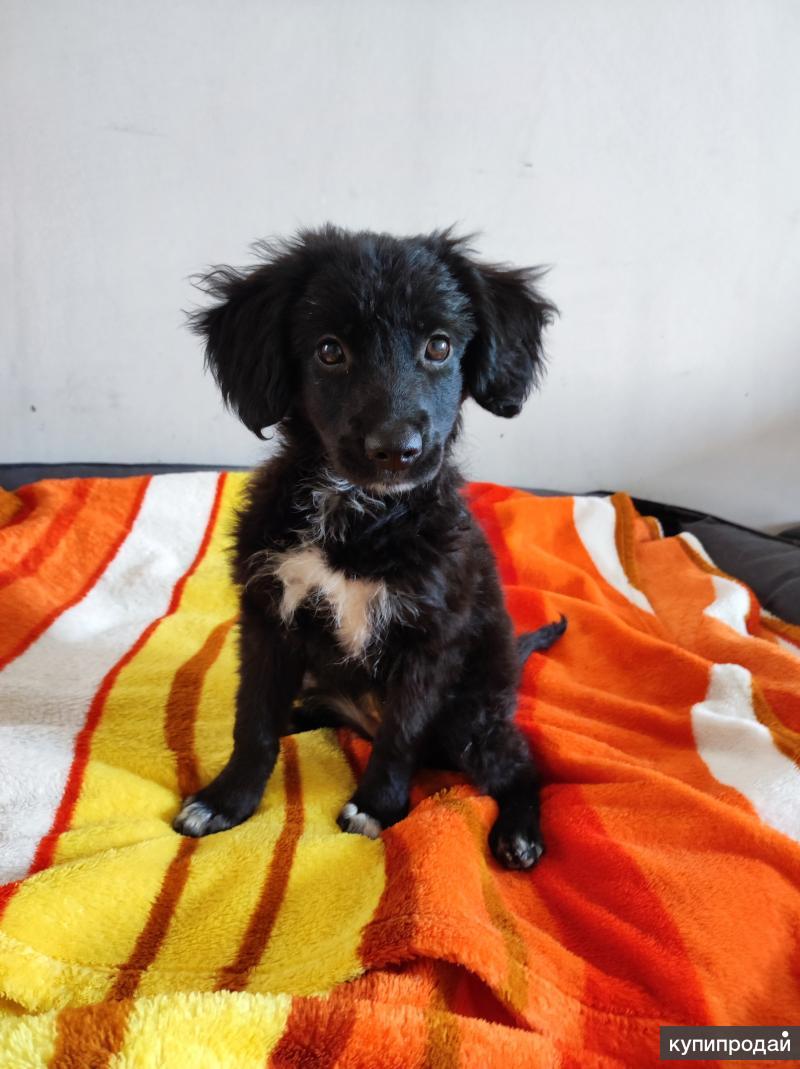 Отдам сао. Отдам щенка даром. Помесь пинчера и спаниеля. Собаки даром краснодар. Собаки даром краснодар.