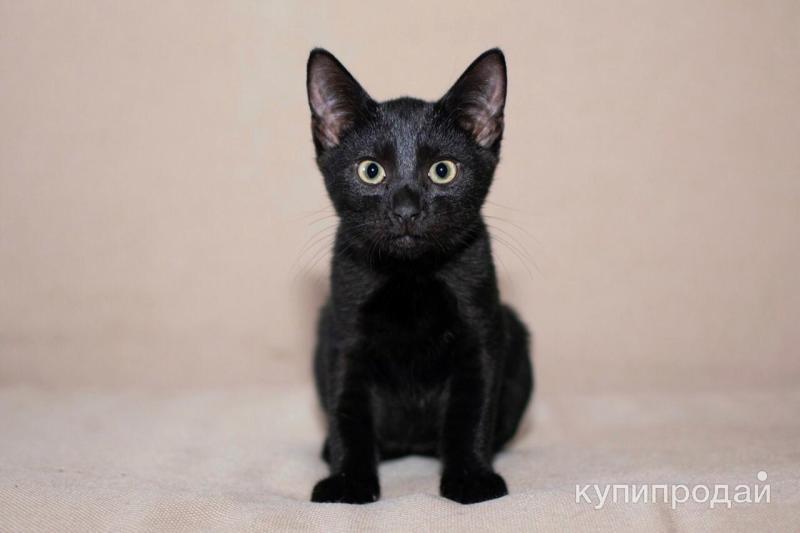 Котенок уголек читать