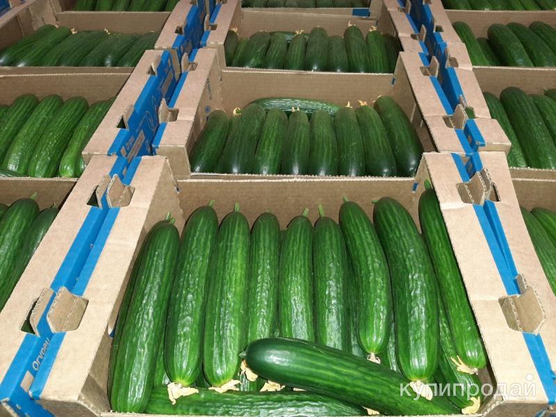 Огурцы Гладкие Купить В Москве
