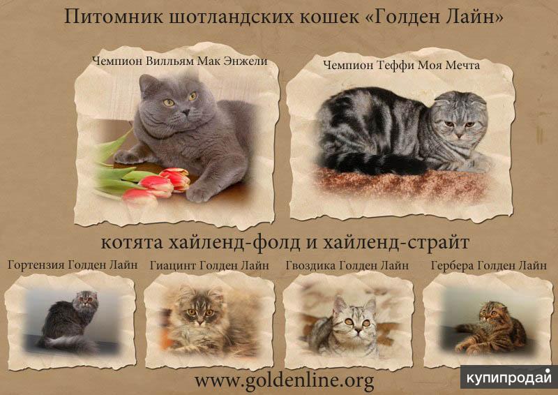 Котята шотландские клубные