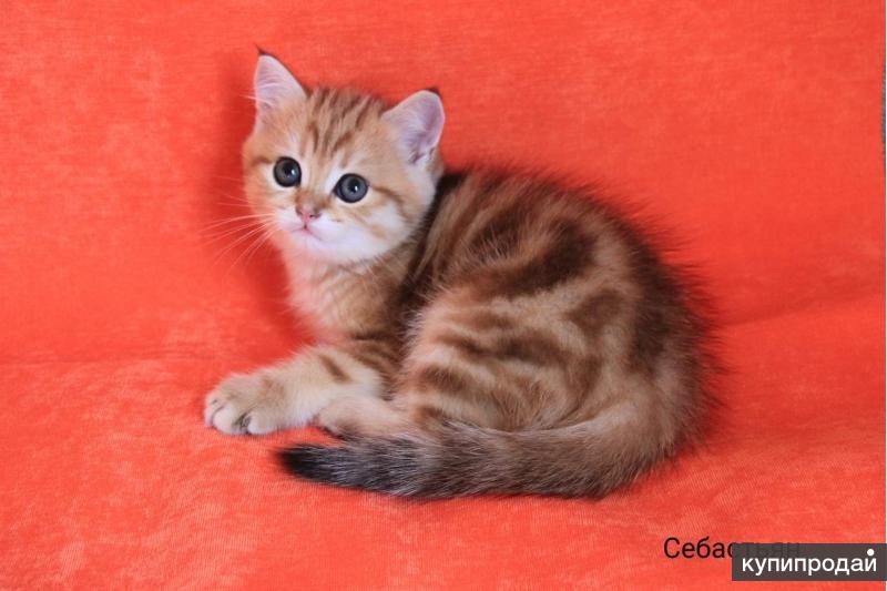 Котята на авито ростов. Маленький коричневый котенок. 71 NY 22 окрас шотландских кошек. Котик Рязань. Шотландские котята Рязань.