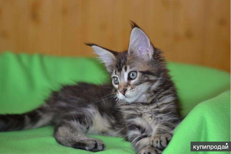 Котята Мейн Кун Купить В Туле