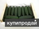 Огурцы из Испании