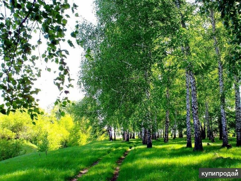 Продаю земельный участок 10 гектар за 700 тысяч рублей.