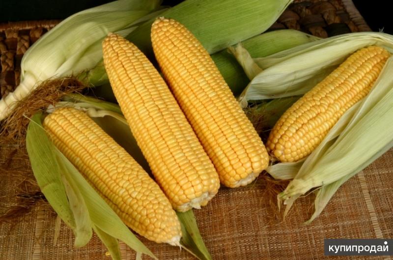 гибрид кукурузы zp427. прародитель современной кукурузы. раннеспелые гибриды кукурузы. гибрид кукурузы росс 130. семена кукурузы нк фалькон, сингента.