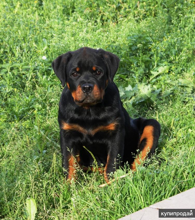 Ротвейлеры екатеринбург. Золотистый ротвейлер белый. Ротвейлер с длинным хвостом. Порода ротвейлер золотистый. Ротвейлер белый.