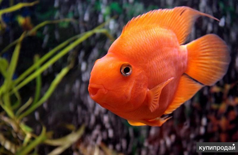 ЦИХЛИДЫ - КРАСНЫЙ ПОПУГАЙ - (Red Parrot Cichlid)