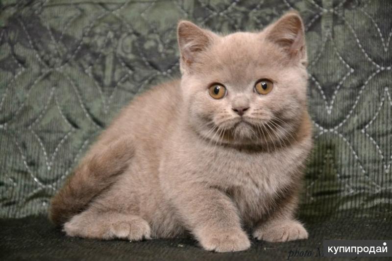 Лиловый Окрас Кошек Фото