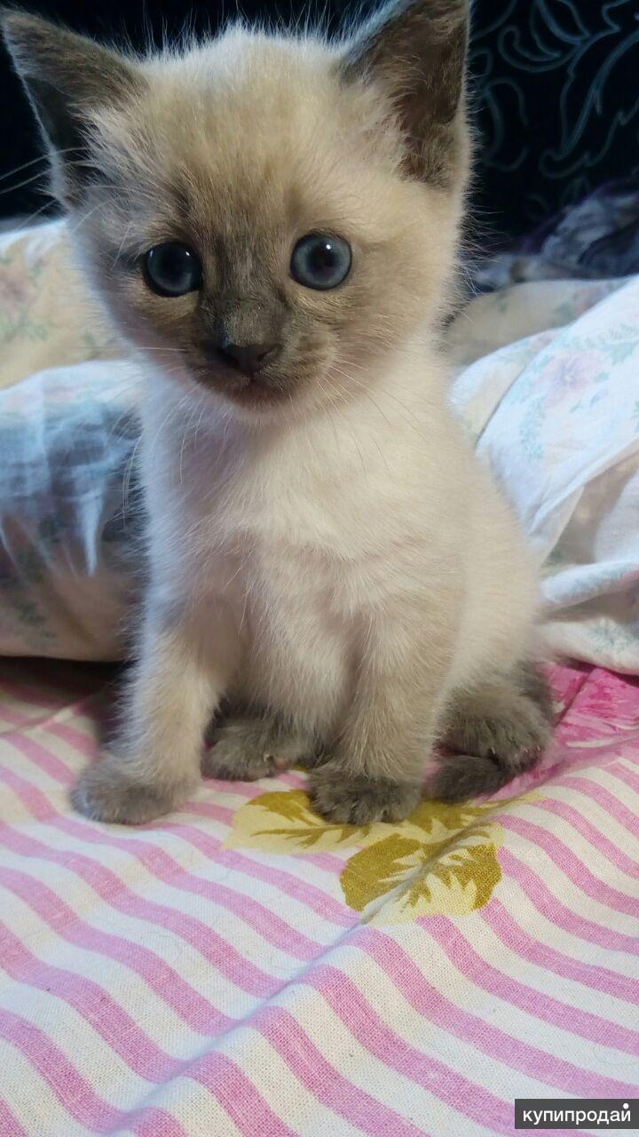Сиамский котенок как выглядит кот