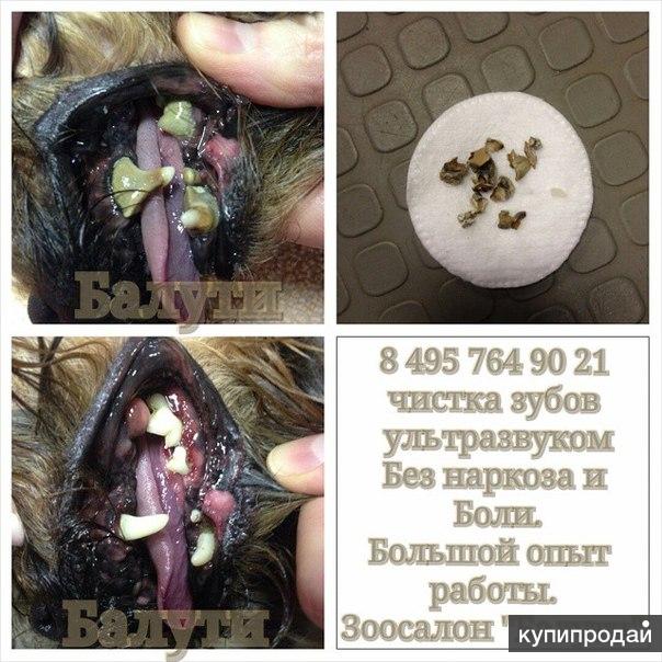 Камень на зубах у собак фото Одежда, обувь для той терьера. Уз чистка зубов в Москве