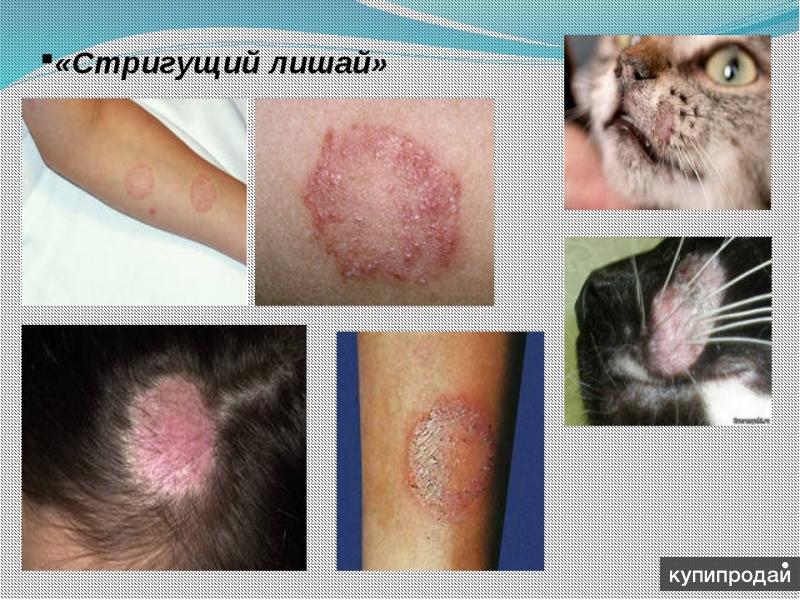 Обработка помещений от насекомых грызунов Волжск