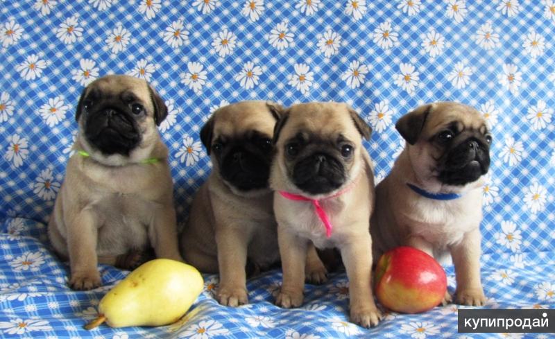 Адлерская ветеринарная лечебница. Чистокровный мопс. Мопс щенок девочка. Мопсы в петербурге. Щенок мопса 2 месяца.