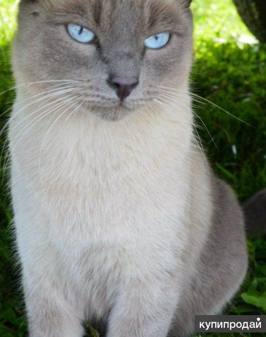 Серая сиамская кошка. Сиамская кошка серая. Сиамские коты серые. Сиамский кот серого цвета. Сиамская кошка серо голубой.