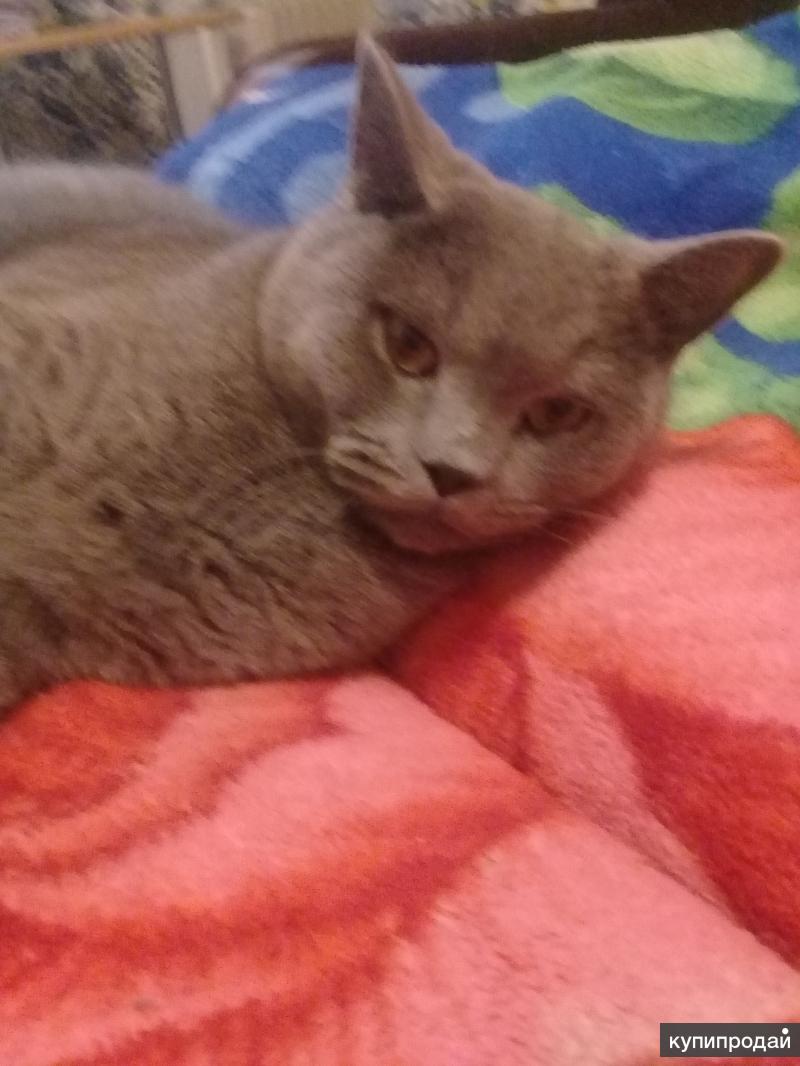 Продаю шикарного кота
