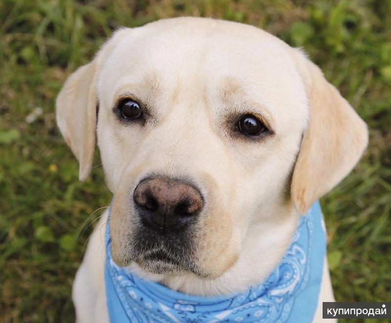Лабрадор дени. Лабрадор дени хозяин фото. Лабрадор и сфинкс. Дэни и мени собака. Лабрадор ретривер белый.