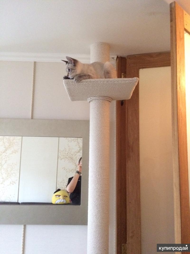 Комплекс с упором в потолок для кошек