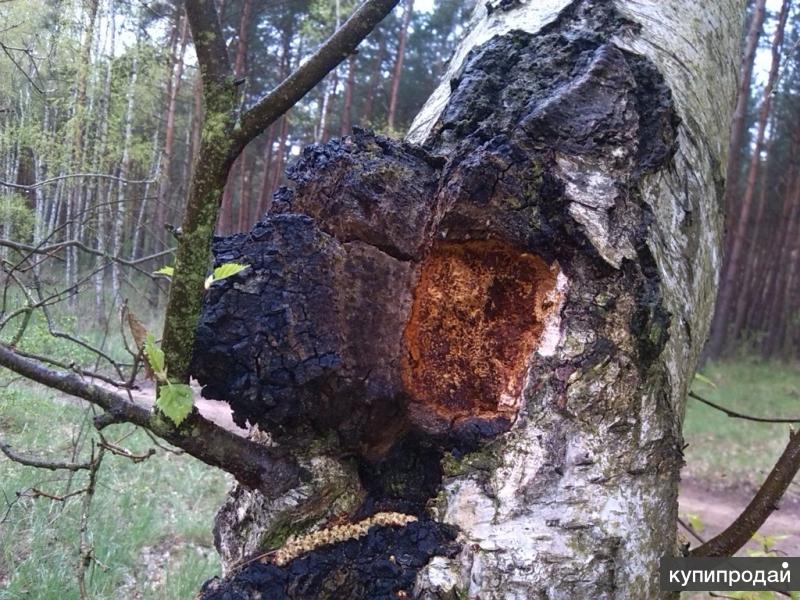 Чага березовая