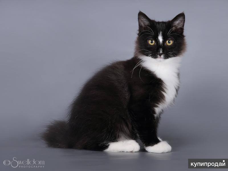 Курильский бобтейл