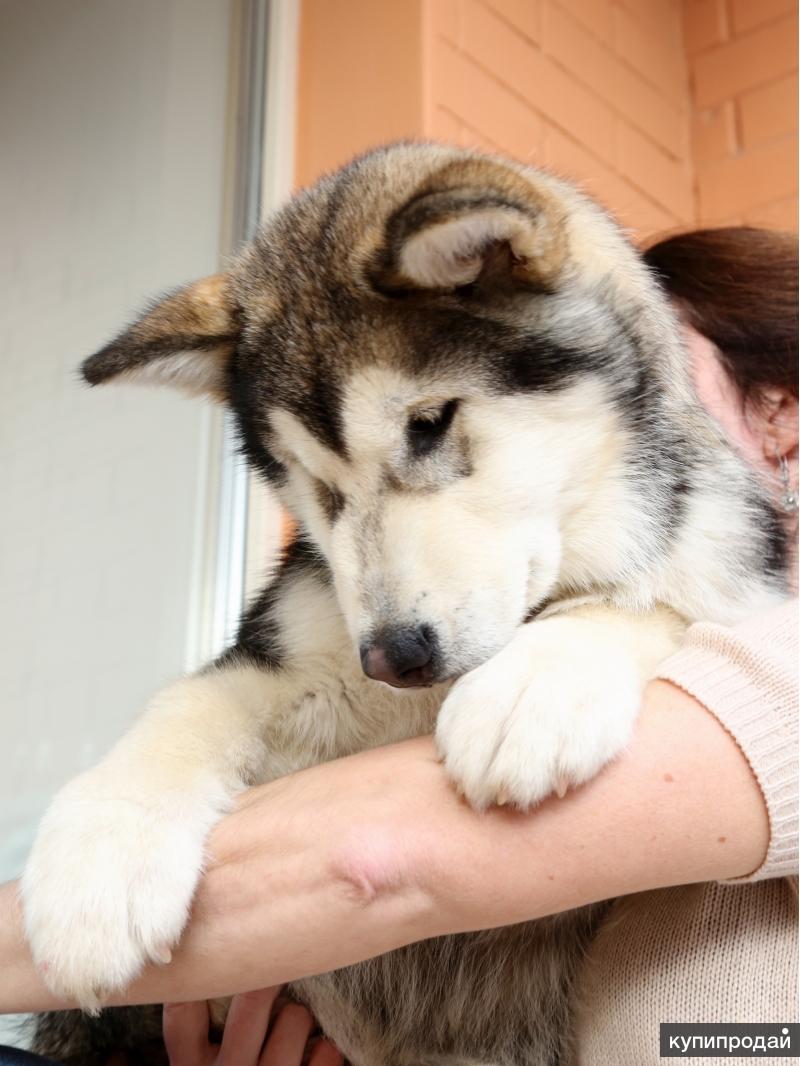 маламут в добрые руки