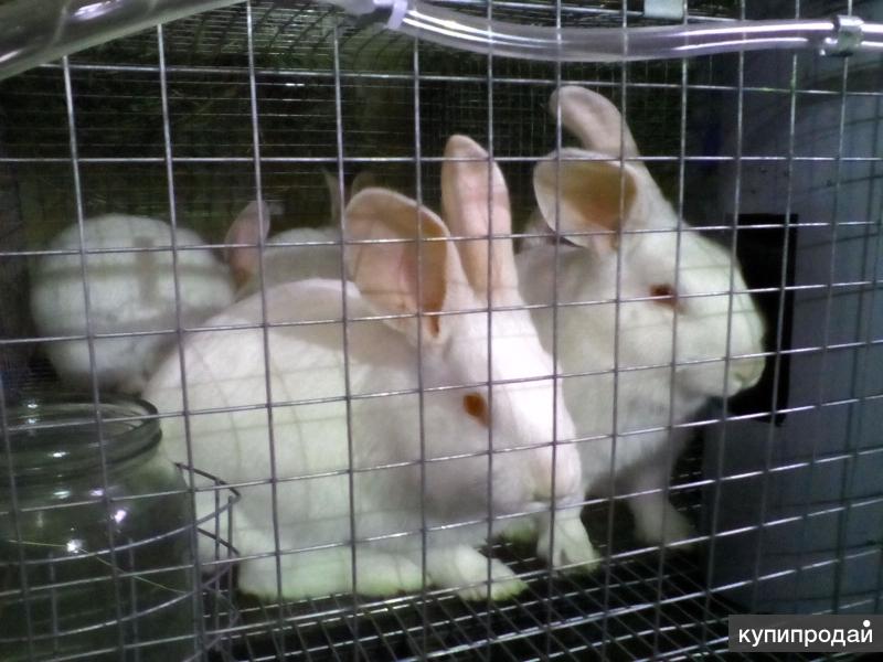 Купить кроликов воронежской. Белый Паннон кролик. Породистые кролики мясных пород. Кролики мясных пород. Породы кроликов мясных пород.