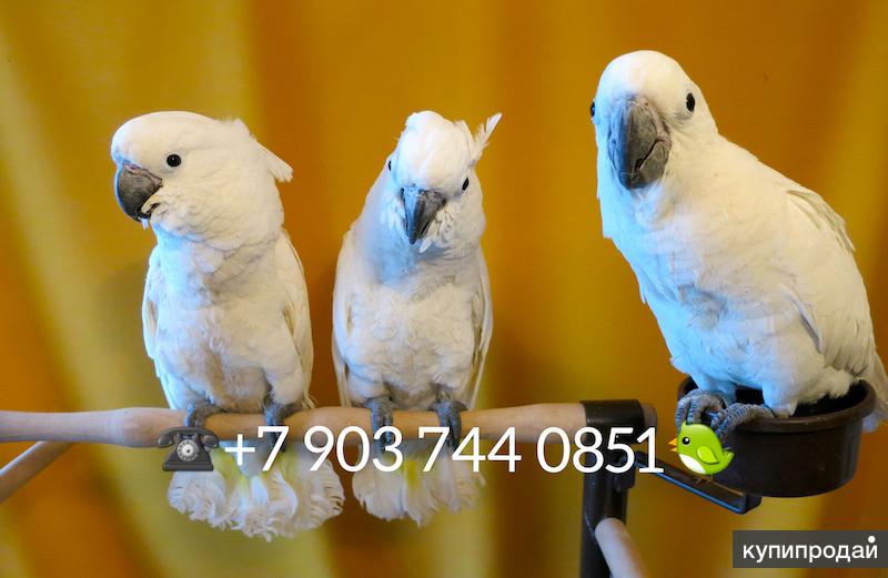 Белохохлый какаду (Cacatua alba) - ручные птенцы из питомников Европы