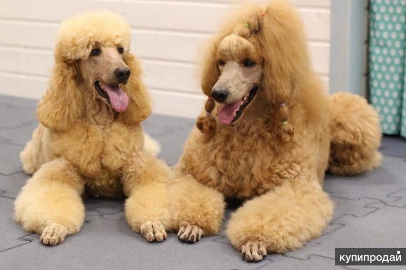 кремовый пудель с белой грудкой. пудельпоитер. пудель петербург. из дома таюр питомник пуделей. Ok google фотографии карликов пудельков серебристого цвета.