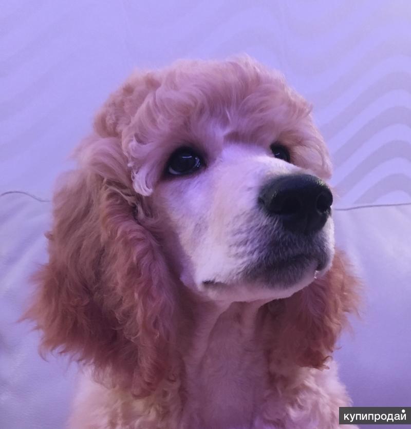 той пудель коричневый. пудель петербург. румба стар питомник пуделей. пудельпоитер. той пудель в россии.