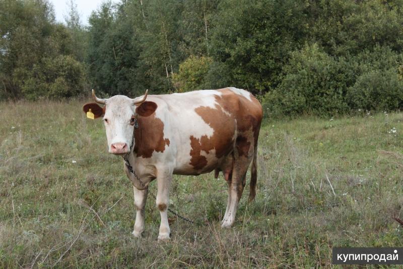 Авито самарская область корова. Орловские коровы. Рябая корова. Коровы красно рябые. Телята рябые.