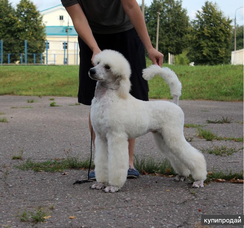 Пудель большой фото королевский