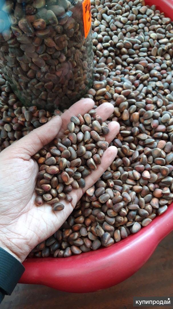 Кедровый орех приморский край. Скорлупа кедрового ореха. Кедровые орешки. Кедровый орех крупный. Орехи.