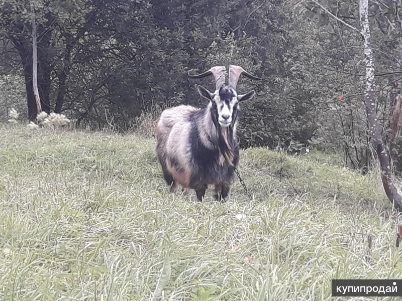 Альпийский козел 5. Альпийский козел. Альпийский козел домашний. Вологодский козел.