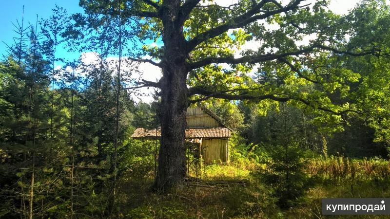 Шикарный участок на опушке соснового леса