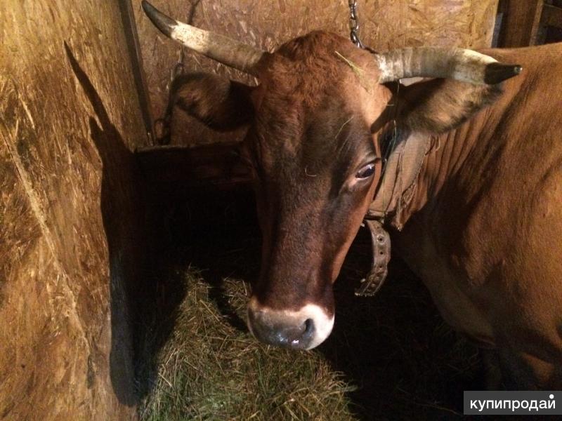 Купить Корову В Владимирской Области
