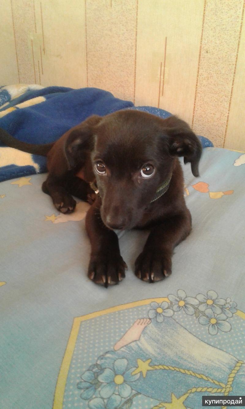 Порода хмонг. Щенки владивосток. Кроличья такса. Фарпост собаки. Мягкая игрушка собака самоед.