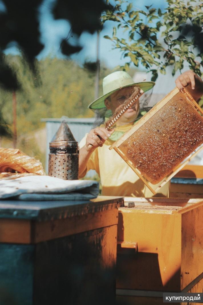 Медовый пчеловод. Пасечник на пасеке. Пасечник на пасеке. Медовая пасека. Девушка пчеловод.