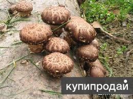 Шиитаке- субстратные блоки L103