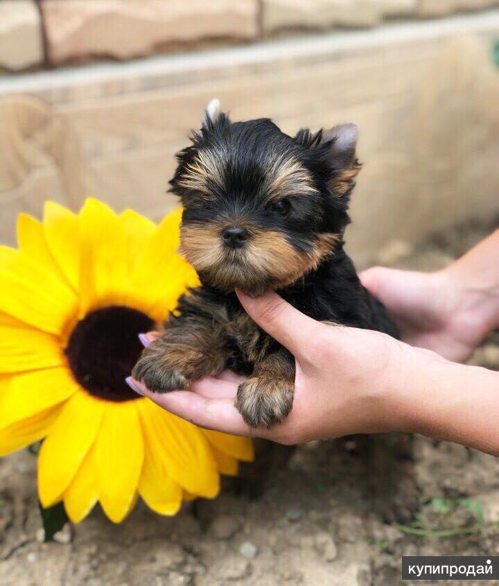 щенок обычной породы. кавказские щенки с родителями. авито симферополь собаки. авито симферополь собаки. авито симферополь собаки.