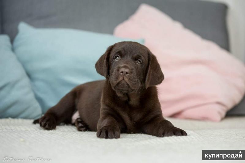 Chocolate Lab Names - Great Ideas For Naming Your Puppy Cute puppies, Cute dogs,