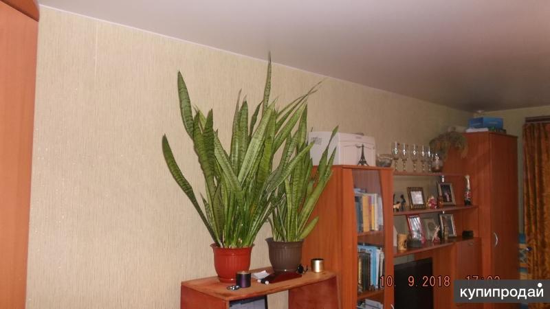 1-к квартира, 29 м2, 3/9 эт.