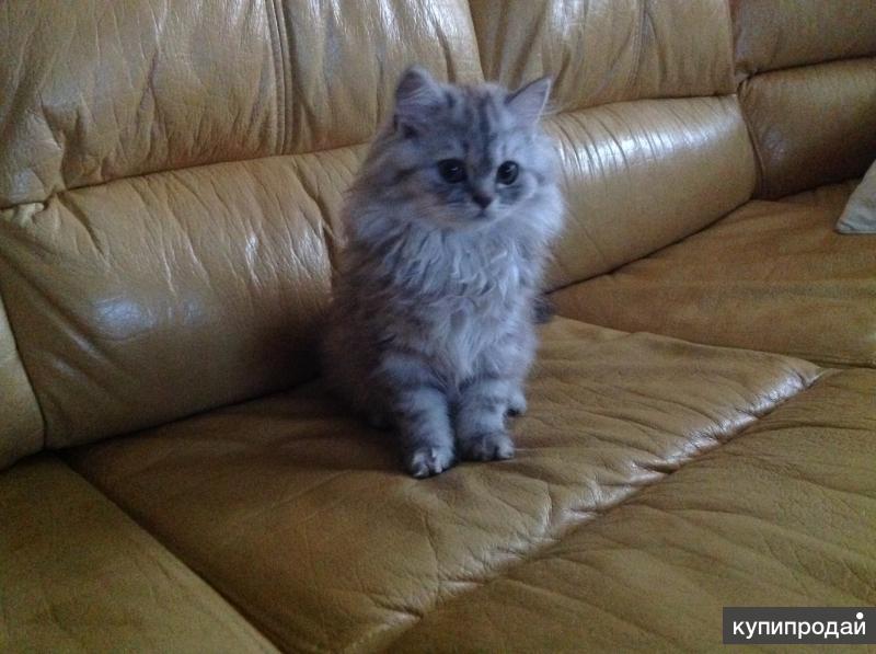Британские длинношерстные котята 2 месяца фото