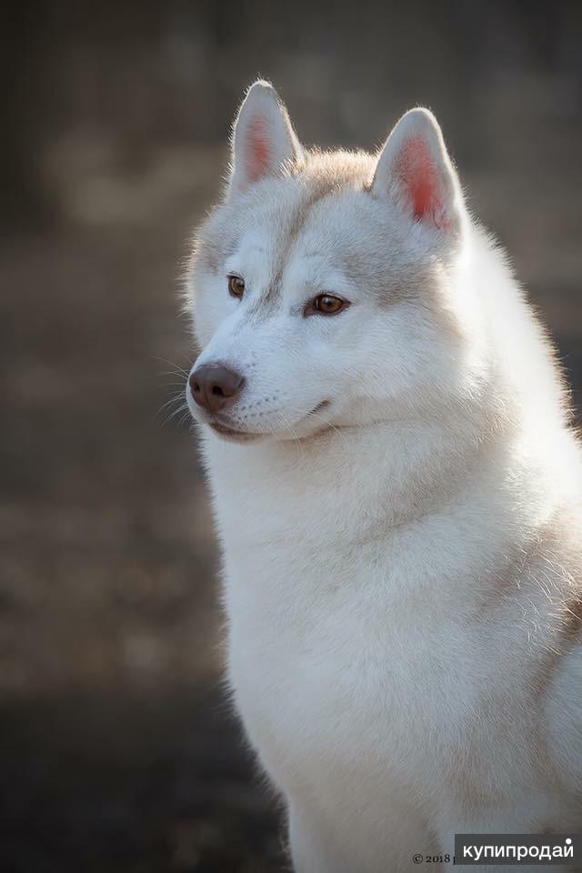Хаски. О породе - презентация онлайн