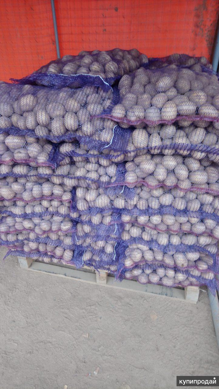Картофель крупный в сетке. Картофель в сетке 25 кг. Картошка в сетке. Картофель в сетке 25 кг. Картофель в сетке 25 кг.