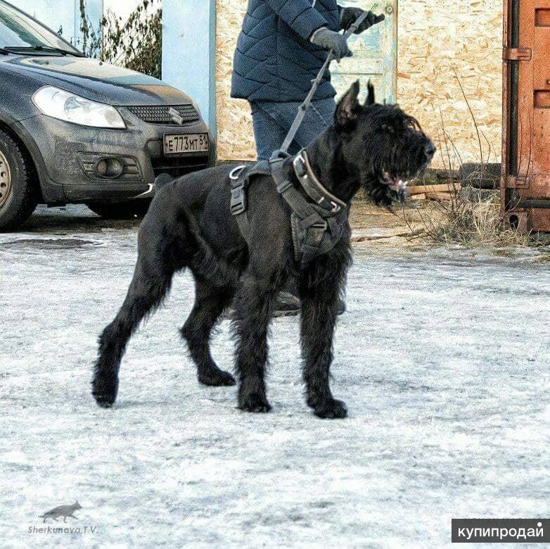 Щенки ризеншнауцера